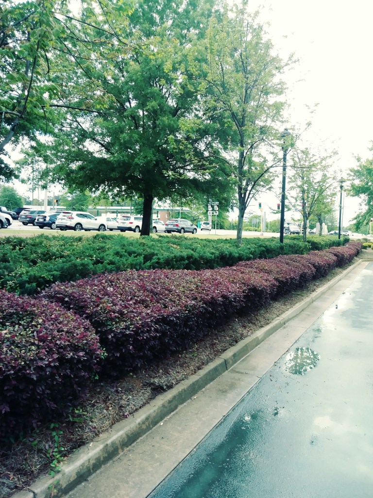 Neatly trimmed green and burgundy shrubs lining a commercial property in Covington, GA maintained by Edwards Landscaping tree and shrub care service