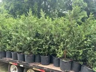 Trailer loaded with potted evergreen shrubs ready for planting by Edwards Landscaping in Covington, GA.