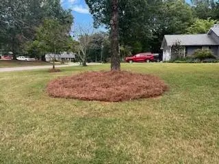 Tree ring in a front yard with fresh pine straw neatly installed around the trunk by Edwards Landscaping in Covington, GA