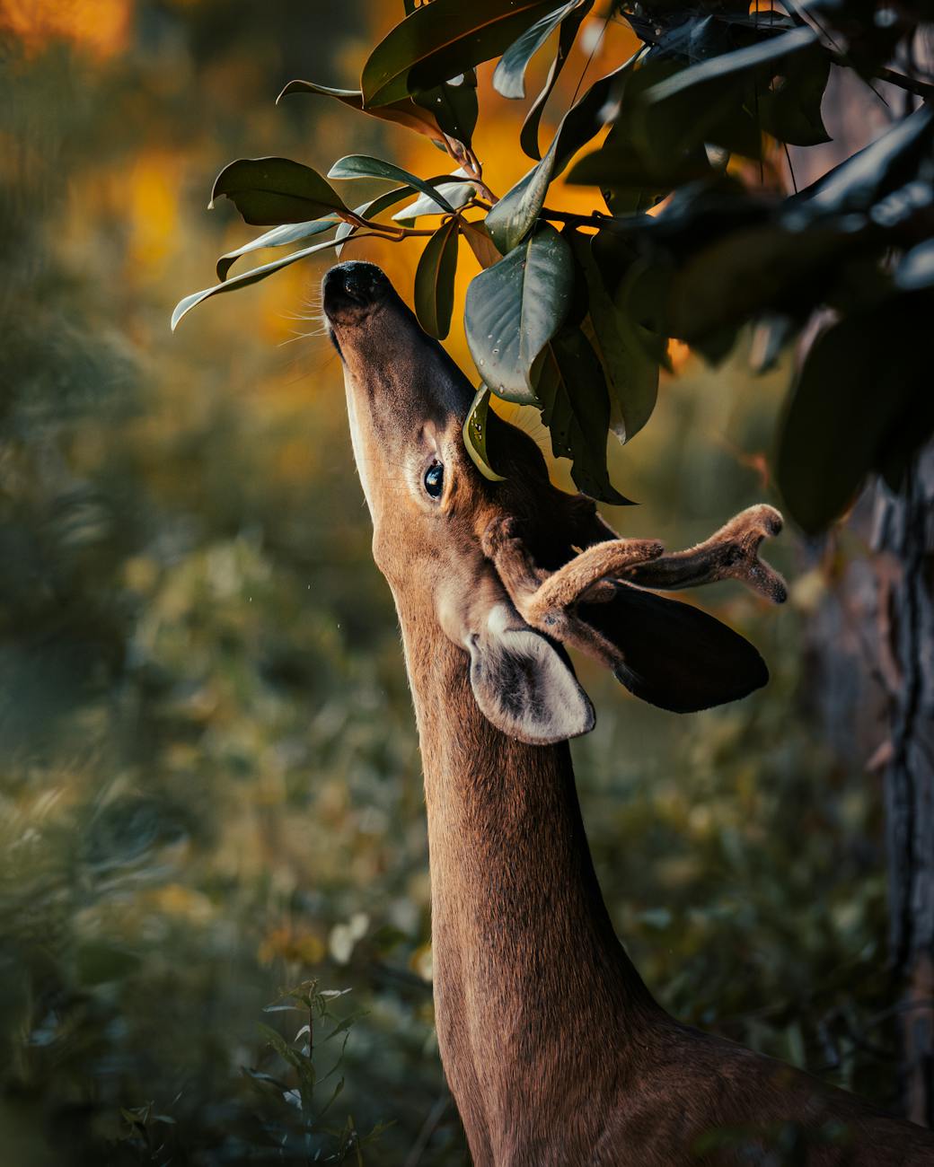 white tailed deer grazing in forest landscape